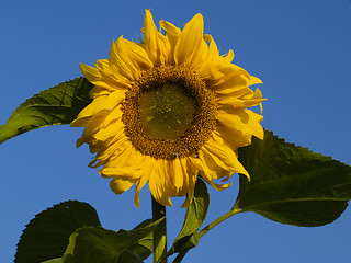 Image showing sunflower