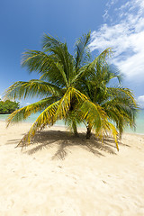 Image showing Beach on tropical island. Clear blue water, sand, palms. 