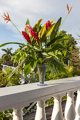 Image showing beautiful tropical red ginger flowers