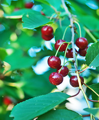 Image showing fresh cherry