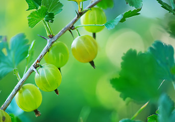 Image showing gooseberry