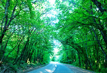 Image showing road in forest