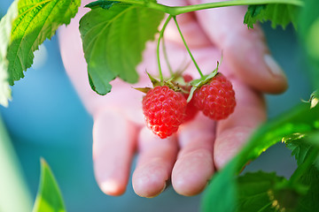 Image showing fresh raspberry