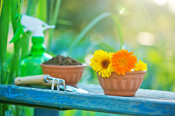 Image showing garden tools