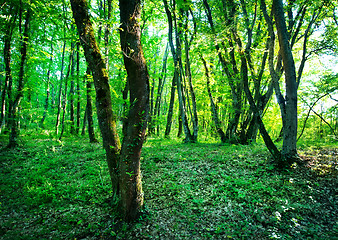 Image showing forest