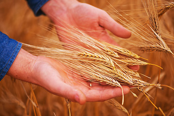 Image showing wheat