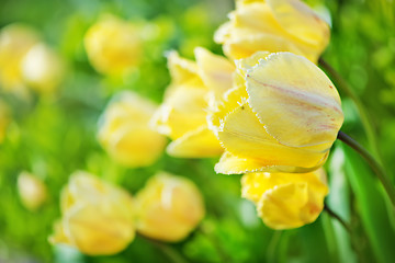 Image showing tulips