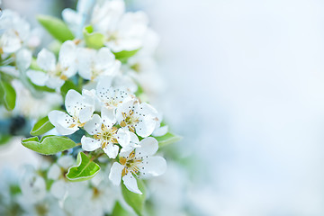 Image showing spring blossom