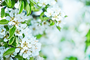 Image showing spring blossom