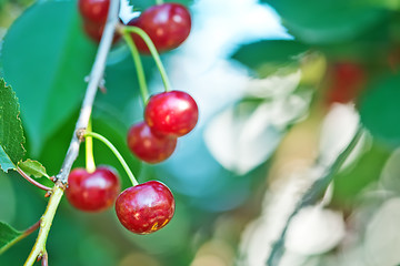 Image showing fresh cherry