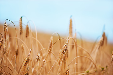 Image showing wheat