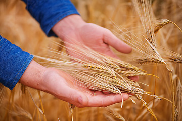 Image showing wheat