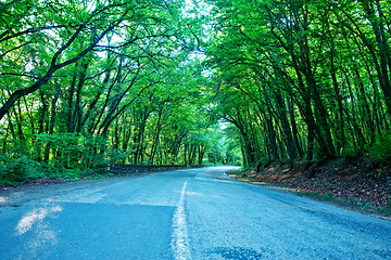 Image showing road in forest