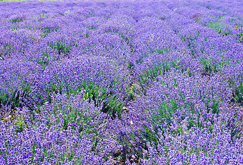 Image showing lavender