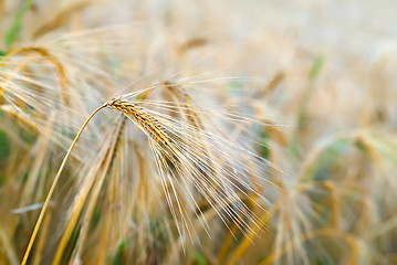 Image showing wheat