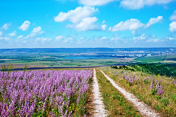 Image showing flowers in field