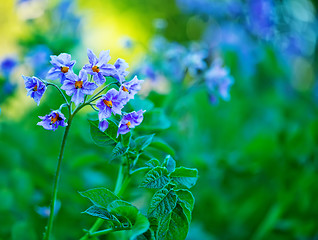 Image showing potato flowers