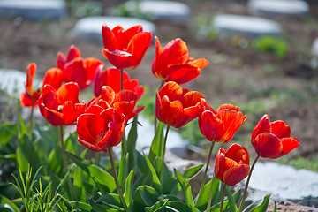 Image showing tulips