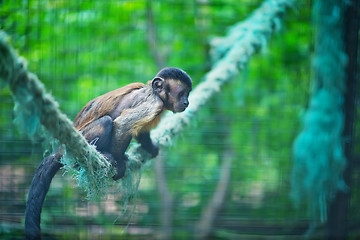 Image showing monkey