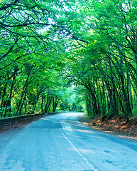 Image showing road in forest