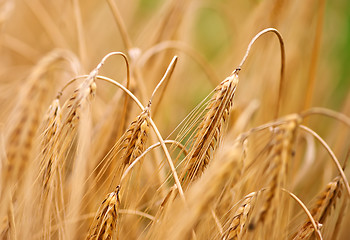 Image showing wheat