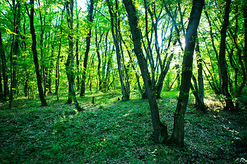 Image showing forest