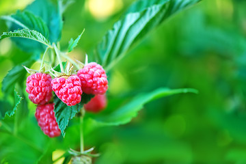 Image showing fresh raspberry