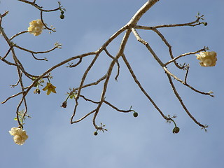 Image showing baobab tree flower