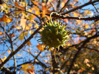 Image showing autumn fruit