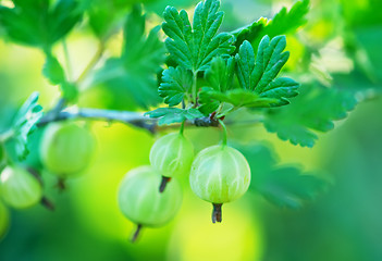 Image showing gooseberry