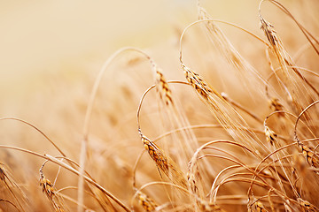 Image showing wheat