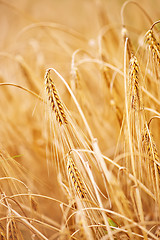 Image showing wheat