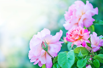 Image showing beautiful close up rose