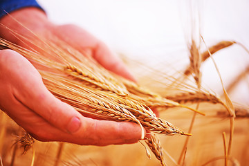 Image showing wheat