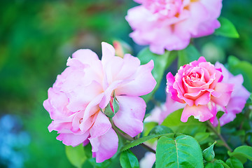 Image showing beautiful close up rose