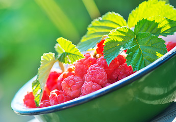 Image showing fresh raspberry