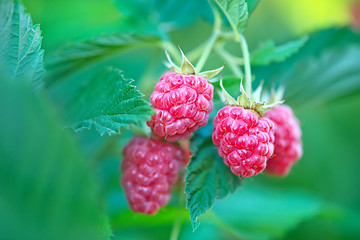 Image showing fresh raspberry