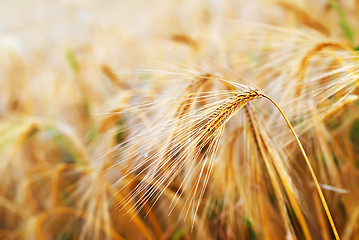 Image showing wheat