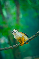 Image showing monkey