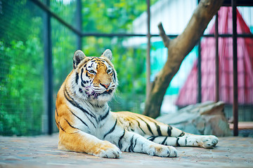 Image showing tiger