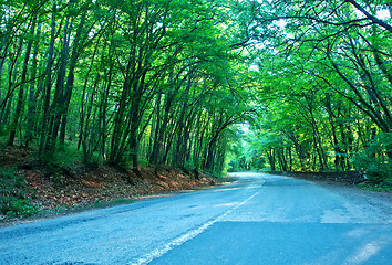 Image showing road in forest