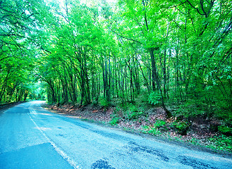 Image showing road in forest