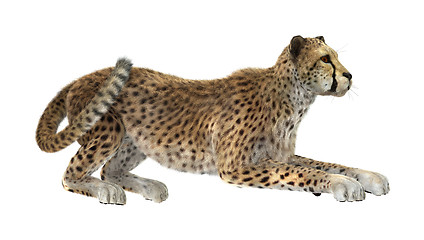 Image showing Cheetah