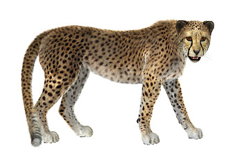 Image showing Cheetah