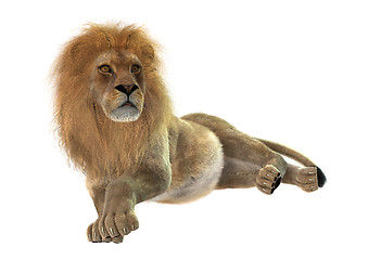 Image showing Male Lion