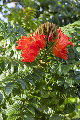 Image showing Hibiscus sabdariffa or roselle fruits on tree.