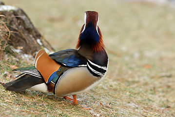 Image showing Mandarin duck