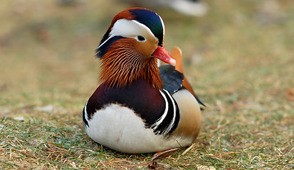 Image showing Mandarin duck