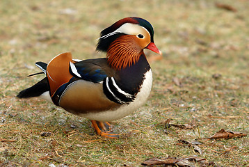 Image showing Mandarine duck