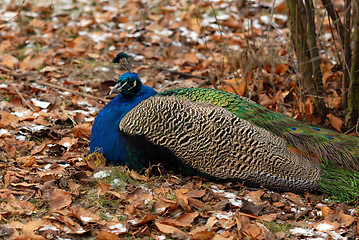 Image showing peacock